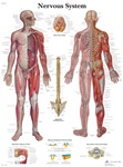 Nervous System - Anatomical Chart